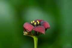 赤水河道域发觉动物新“茅台卫矛”